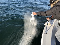 海洋葬の散骨